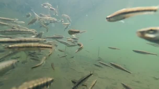 Rebanho de pequenos peixes subaquáticos — Vídeo de Stock