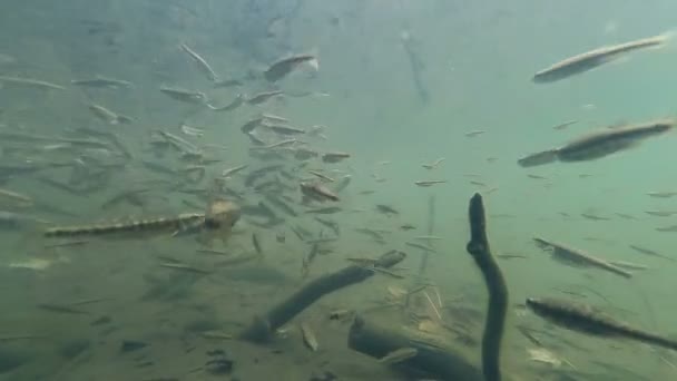 Troupeau de petits poissons sous-marins — Video