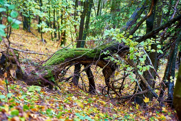 Snag stump stub in the forest — Stock Photo, Image