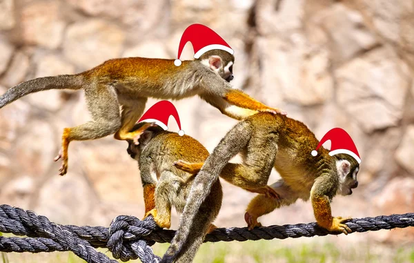 Monos en Navidad Santa Sombreros jugando en la cuerda — Foto de Stock