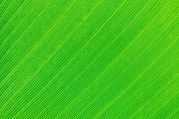 Banana leaf macro. Green natural background. — Stock Photo, Image
