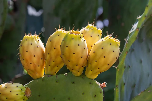 A cactus with prickly pear fruits, illuminated by the suns rays. — Stock Photo, Image