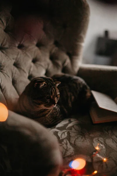 Evdeki Koltukta Oturan Sevimli Kediyi Kapat Stok Fotoğraf