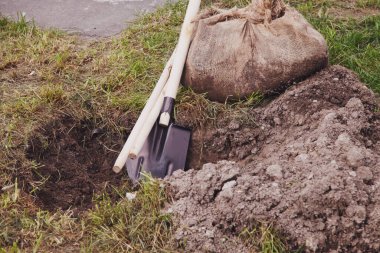 Genç ağaç fidanı kazılan küreklerin yanındaki çukurda yatıyor ve toprağa ekmeye hazır. Toprağın seçkinleştirilmesi için arka plan. Peyzaj, doğa, çevre ve ekoloji kavramı. Boşluğu kopyala
