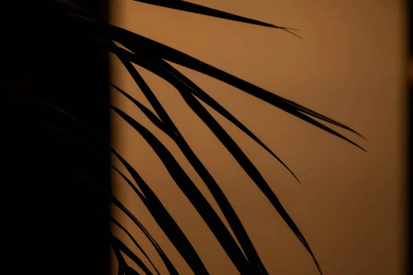 Abstrakcyjne Tło Świeżych Liści Palmy Cieni Przy Oknie Minimalne Wnętrze — Zdjęcie stockowe
