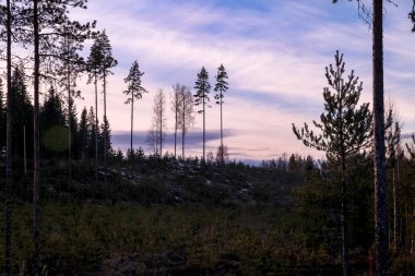 Karelia 'da gün batımında gizemli İskandinav kış ormanı. Ağaçlı geniş manzara manzarası, bulutlu mavi gökyüzü, muhteşem manzara. Finlandiya 'da mevsimlik kış mevsimi. Boşluğu kopyala