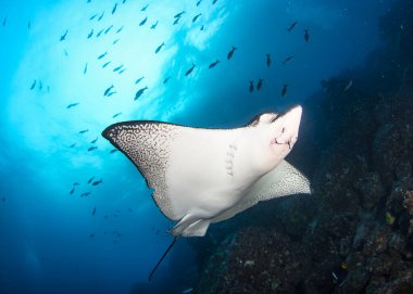 Siyah benekli kartal vatozları tropik sularda yüzüyor. Su altı dünyasındaki Mobula ışını. Hayvanlar Dünyası 'nın gözlemi. Galapagos 'un Ekvador sahillerinde tüplü dalış macerası