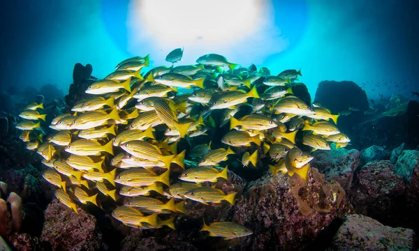Renkli Sarı Kuyruklu Balık Sürüleri Tropik Sualtı Sularında Yüzer Altı — Stok fotoğraf