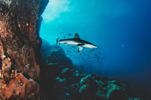 Blacktip Resif Okyanus Köpekbalığı Tropik Sularda Yüzüyor Sualtı Dünyasındaki Köpekbalıkları — Stok fotoğraf