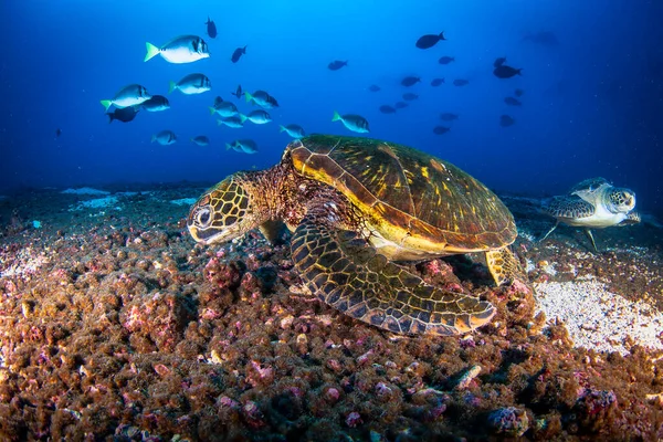 Yeşil Deniz Kaplumbağası Chelonia Mydas Tropikal Sularda Yüzer Sualtı Dünyasında — Stok fotoğraf