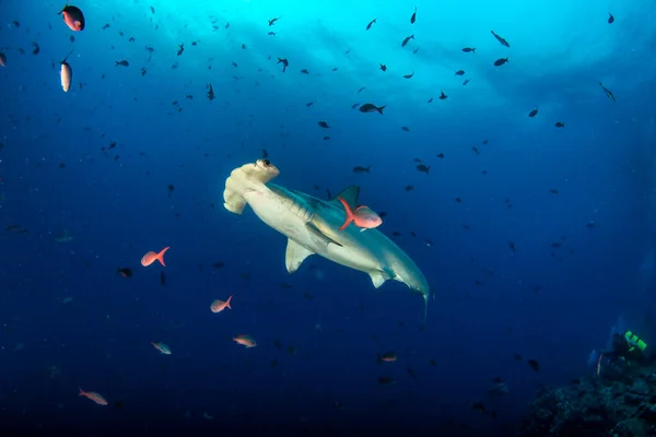 Hammerhead Shark Sphyrnidae Swimming Tropical Underwaters Hammer Shark Underwater World — Stock Photo, Image