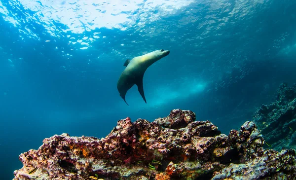 Galapagos fur seal (Arctocephalus galapagoensis) swimming in tropical underwaters. Fur seal in underwater world. Observation of wildlife ocean. Scuba diving adventure in Ecuador coast of Galapagos