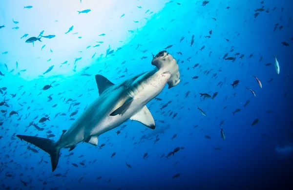 锤头鲨 Sphyrnidae 在热带海底游泳 水下世界的锤子鲨对野生动物海洋的观测 在厄瓜多尔加拉帕戈斯海岸进行的Scuba潜水探险 — 图库照片