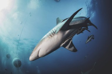 Siyah uçlu okyanus köpekbalığı tropik sularda yüzüyor. Sualtı dünyasındaki köpekbalıkları. Hayvanlar Dünyası 'nın gözlemi. RSA 'nın Güney Afrika sahillerinde tüplü dalış macerası