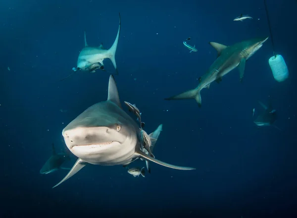 Requin Océanique Pointe Noire Nageant Sous Les Eaux Tropicales Les — Photo