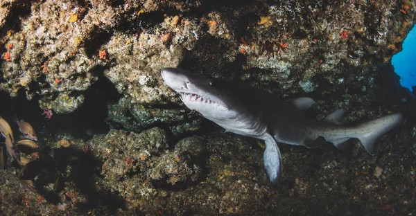 Siyah Uçlu Okyanus Köpekbalığı Tropik Sularda Yüzüyor Sualtı Dünyasındaki Köpekbalıkları — Stok fotoğraf