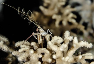 Deniz hayvanlarının sualtı makrografisi. Bitki örtüsü, suyun altındaki yaratıklar. Okyanusta deniz yaşamı. Hayvan dünyasını gözlemlemek. Kızıl Deniz 'de dalış macerası, Afrika kıyıları