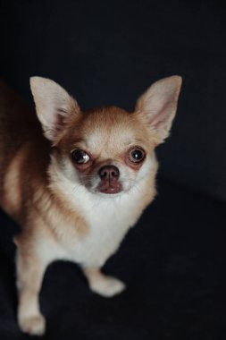 Sıcak ev oturma odasındaki karanlık kanepede tatlı bir Chihuahua köpeği. Portre köpeği Chihuahua. Evcil hayvan sevgisi ve aile dostu