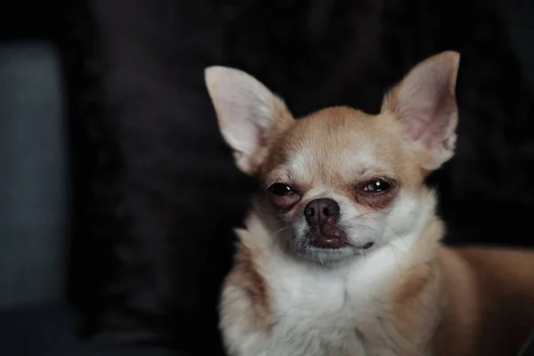 Симпатичная Собака Чуахуа Темном Диване Уютной Домашней Гостиной Портрет Собачки — стоковое фото
