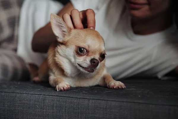 Mulher Muito Madura Com Cão Chihuahua Sofá Escuro Sala Estar — Fotografia de Stock