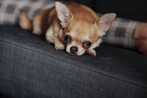 Ganska Mogen Kvinna Med Chihuahua Hund Mörk Soffa Vardagsrummet Medelålders — Stockfoto