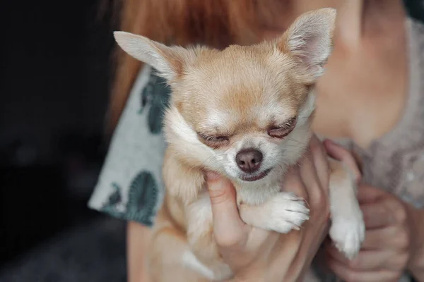 Mulher Muito Madura Com Chihuahua Cão Nas Mãos — Fotografia de Stock