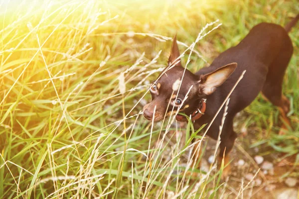 Russisch Speelgoed Terrier Staat Het Gazon Close Van Tamme Hond — Stockfoto