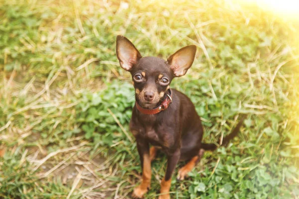 Orosz Játék Terrier Kutya Gyepen Közelkép Megszelídített Kutya Játék Terrier — Stock Fotó