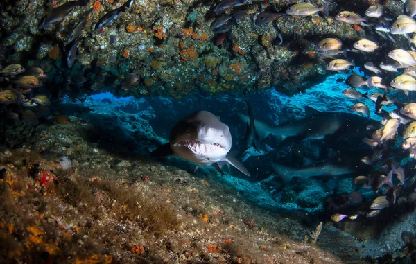 Siyah Uçlu Okyanus Köpekbalığı Tropik Sularda Yüzüyor Sualtı Dünyasındaki Köpekbalıkları — Stok fotoğraf