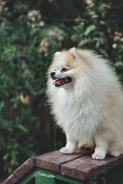 Küçük Alman Pomeranya köpeğinin köpek parkındaki portresi. Beyaz komik Alman Spitz köpeği doğa ve açık havada yürüyüş yapıyor. Hayvan sevgisi konsepti. Alan için kopyala