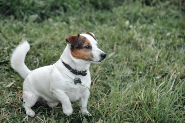 Küçük Jack Russell Teriyeri 'nin portresi. Doğal parktaki yeşil çimlerde. Beyaz komik küçük Jack Russell teriyer köpeği doğa yürüyüşünde, açık havada oynuyor. Hayvan sevgisi konsepti. Alan için kopyala
