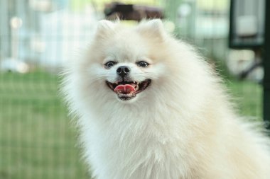 Küçük Alman Pomeranya köpeğinin köpek parkındaki portresi. Beyaz komik Alman Spitz köpeği doğa ve açık havada yürüyüş yapıyor. Hayvan sevgisi konsepti. Alan için kopyala