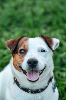 Küçük Jack Russell Teriyeri 'nin portresi. Doğal parktaki yeşil çimlerde. Beyaz komik küçük Jack Russell teriyer köpeği doğa yürüyüşünde, açık havada oynuyor. Hayvan sevgisi konsepti. Alan için kopyala