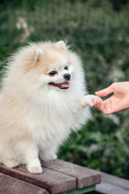 Küçük Alman Pomeranya köpeğinin köpek parkındaki portresi. Beyaz komik Alman Spitz köpeği, doğada, açık havada patisini gezdiriyor. Hayvan sevgisi konsepti. Alan için kopyala