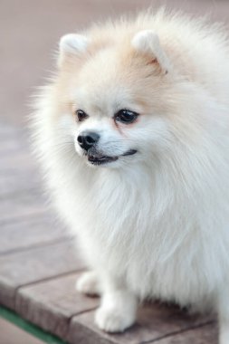 Küçük Alman Pomeranya köpeğinin köpek parkındaki portresi. Beyaz komik Alman Spitz köpeği doğa ve açık havada yürüyüş yapıyor. Hayvan sevgisi konsepti. Alan için kopyala