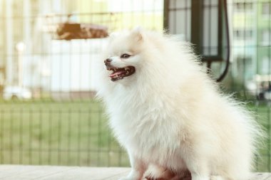 Küçük Alman Pomeranya köpeğinin köpek parkındaki portresi. Beyaz komik Alman Spitz köpeği doğa ve açık havada yürüyüş yapıyor. Hayvan sevgisi konsepti. Alan için kopyala