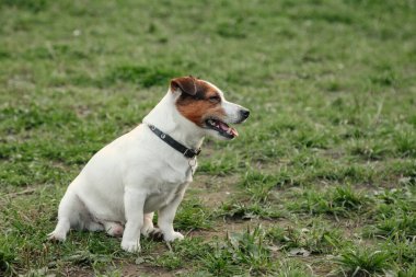 Küçük Jack Russell Teriyeri 'nin portresi. Doğal parktaki yeşil çimlerde. Beyaz komik küçük Jack Russell teriyer köpeği doğa yürüyüşünde, açık havada oynuyor. Hayvan sevgisi konsepti. Alan için kopyala