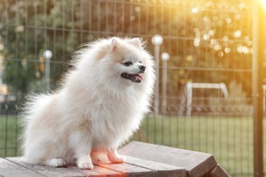 Küçük Alman Pomeranya köpeğinin köpek parkındaki portresi. Beyaz komik Alman Spitz köpeği doğa ve açık havada yürüyüş yapıyor. Hayvan sevgisi konsepti. Alan için kopyala