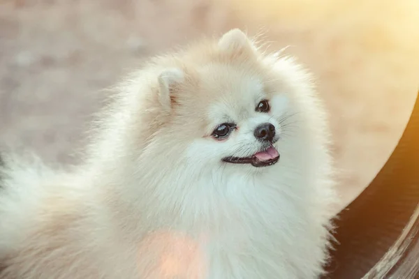 Retrato Cachorro Fofo Pequeno Pomeranian Alemão Parque Infantil Cão Branco — Fotografia de Stock