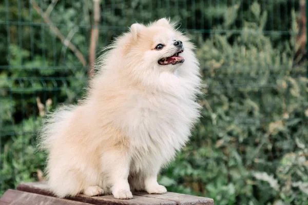 Retrato Perrito Esponjoso Pequeño Alemán Pomeranian Patio Recreo Del Perro —  Fotos de Stock