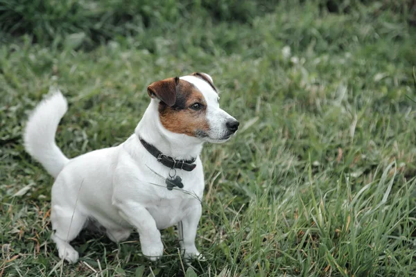Kis Jack Russell Terrier Portréja Zöld Füvön Természetes Parkban Fehér — Stock Fotó