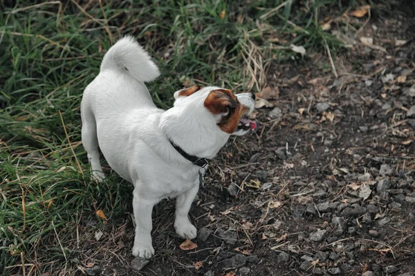 Kis Jack Russell Terrier Portréja Zöld Füvön Természetes Parkban Fehér — Stock Fotó