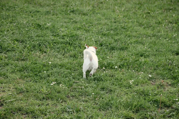 Small Jack Russell Terrier Runs Green Grass Natural Park White — Stock Photo, Image