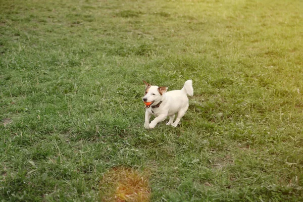 Pequeno Jack Russell Terrier Corre Grama Verde Parque Natural Branco — Fotografia de Stock