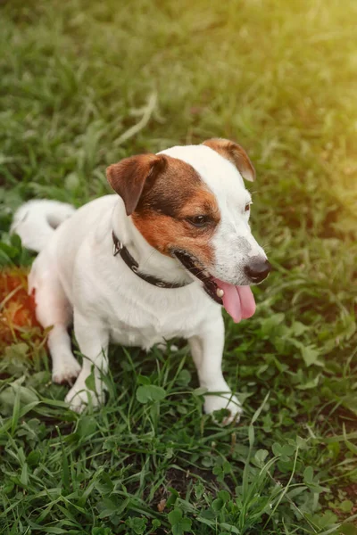 Küçük Jack Russell Teriyeri 'nin portresi. Doğal parktaki yeşil çimlerde. Beyaz komik küçük Jack Russell teriyer köpeği doğa yürüyüşünde, açık havada oynuyor. Hayvan sevgisi konsepti. Alan için kopyala