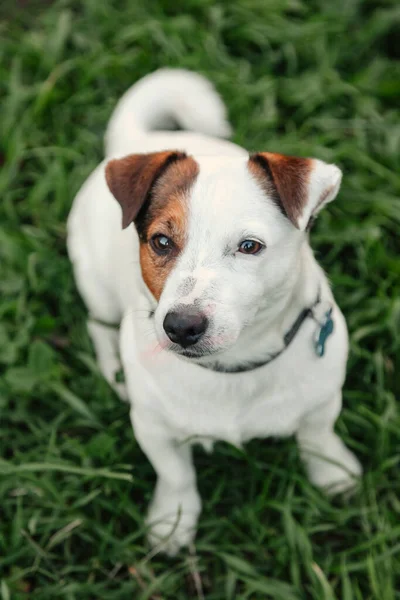 Portrait Petit Jack Russell Terrier Sur Herbe Verte Dans Parc — Photo