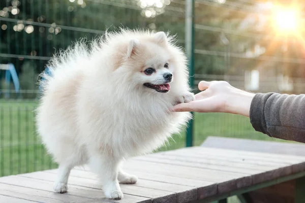 놀이터에서 포메라니안의 강아지의 스피츠 Spitz Dog 야외에서 걷도록 사랑의 — 스톡 사진