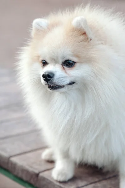 Retrato Cachorro Fofo Pequeno Pomeranian Alemão Parque Infantil Cão Branco — Fotografia de Stock