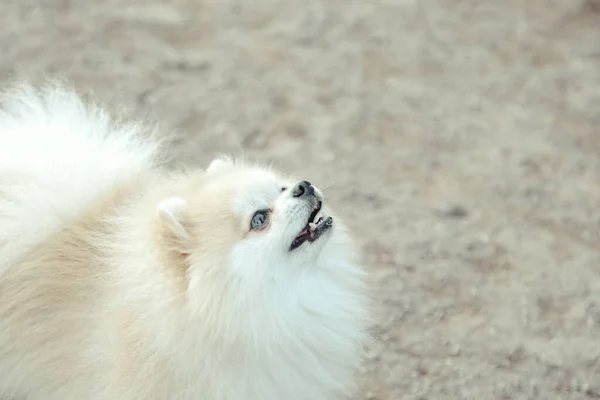 Ritratto Soffice Cucciolo Piccola Pomerania Tedesca Parco Giochi Cani Bianco — Foto Stock