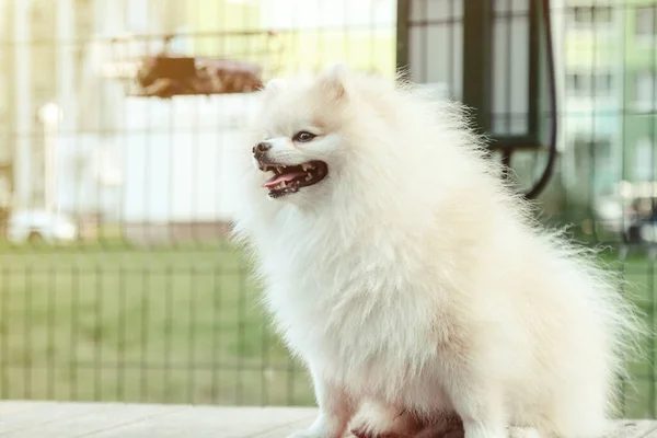 Porträtt Fluffig Valp Små Tyska Pommern Hund Lekplats Vit Rolig — Stockfoto